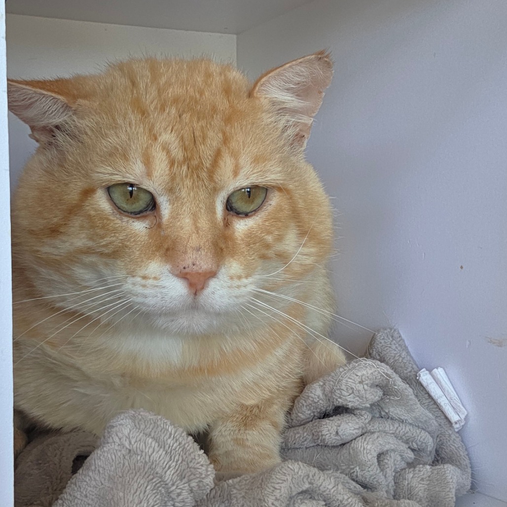 King Garfield - Domestic Shorthair