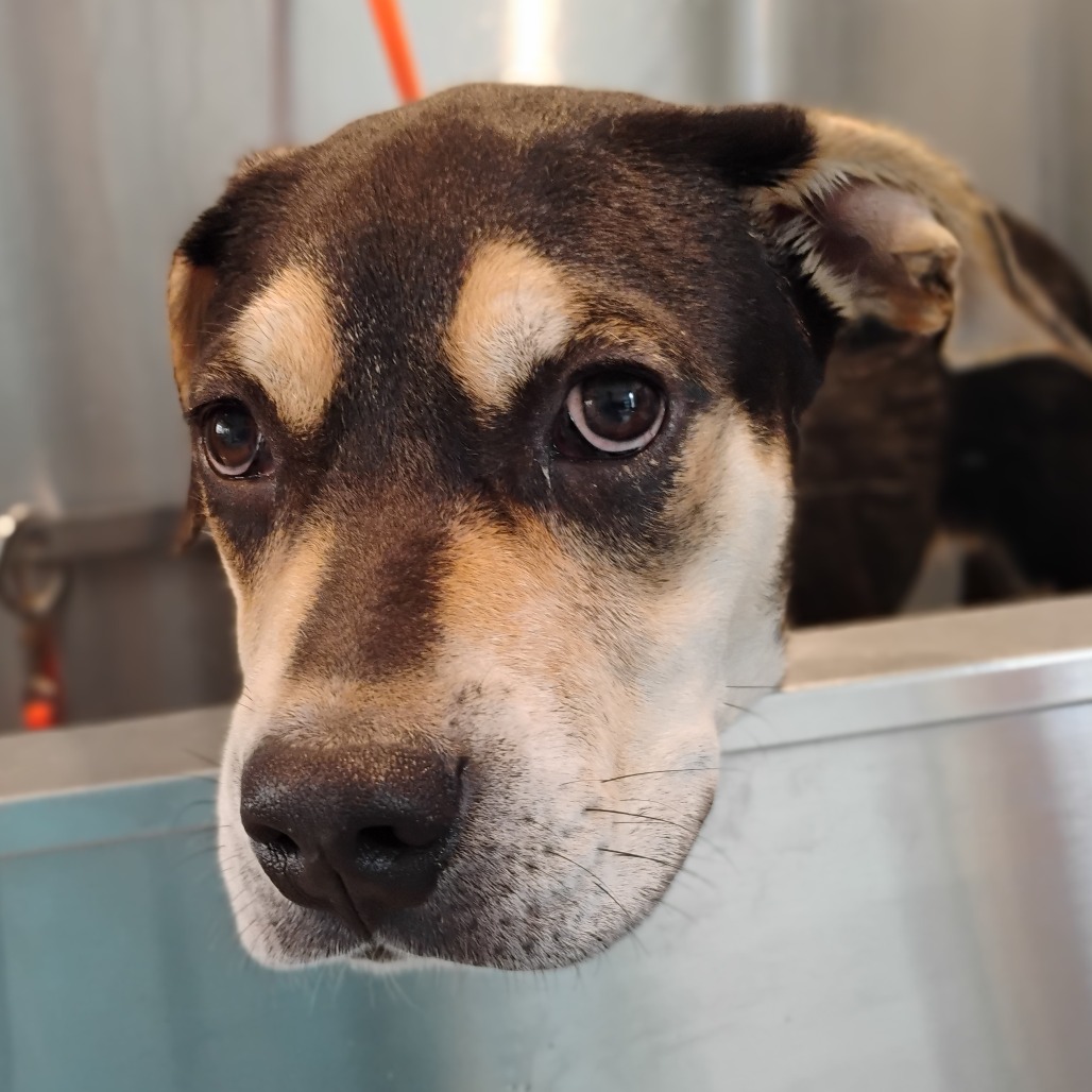 Hoult - Mixed Breed (Medium)