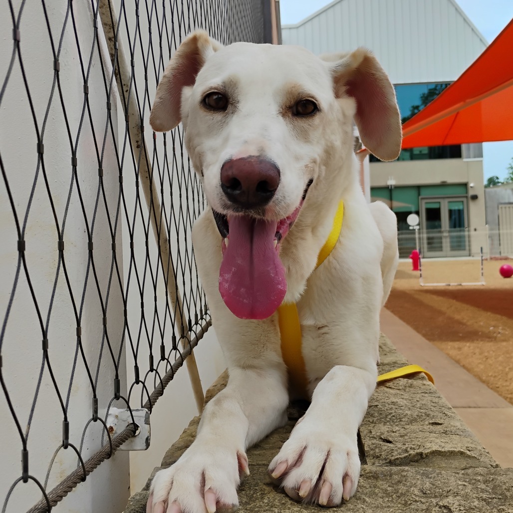 Brynn - Retriever, Yellow Labrador
