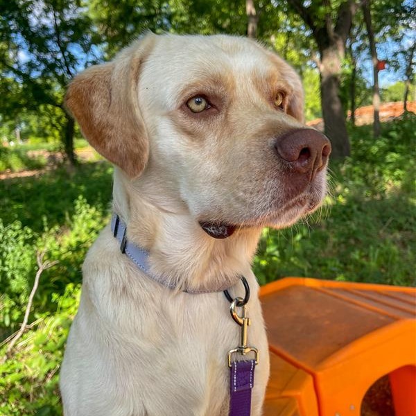 Marvin - Mixed Breed (Large)