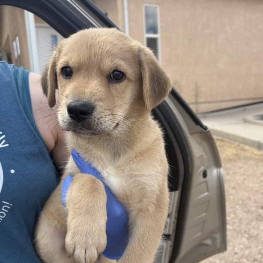 Buff Orpington - Shepherd/Mix