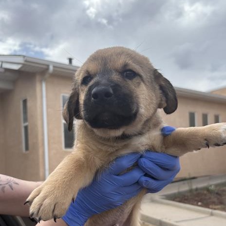 Brahma - Shepherd/Mix