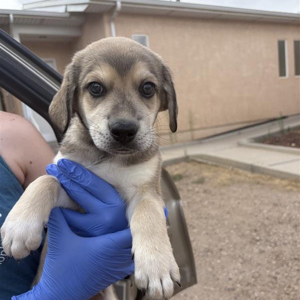 Jersey Giant - Shepherd/Mix