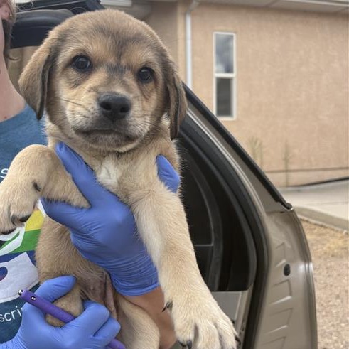 Welsummer - Shepherd/Mix