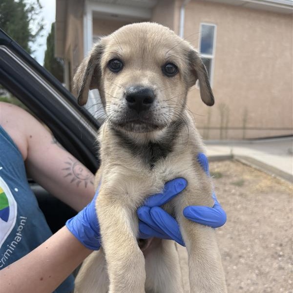 Leghorn - Shepherd/Mix