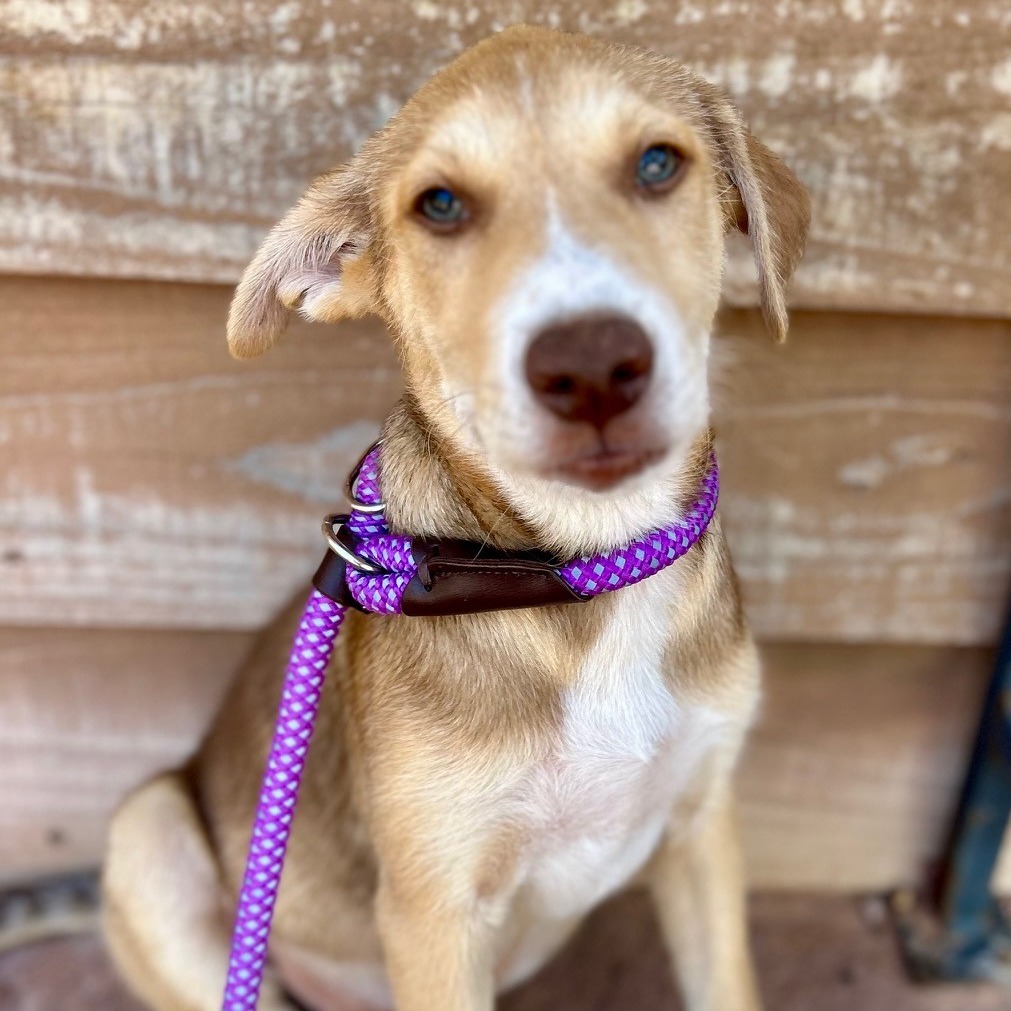 Pete - Cattle Dog/Mix