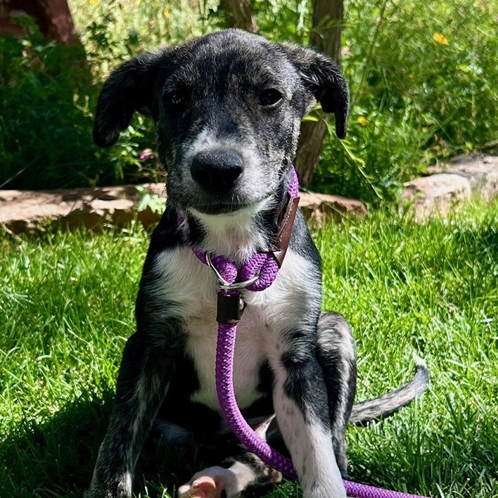 Repeat - Cattle Dog/Mix