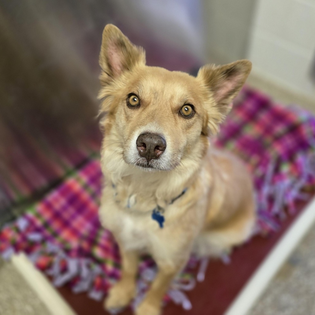 Nanny Gai - Shepherd/Mix