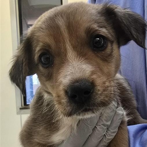 Tang - Retriever, Labrador/Cattle Dog