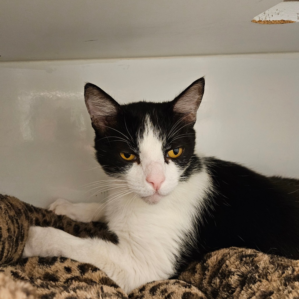 Toucan - Domestic Shorthair