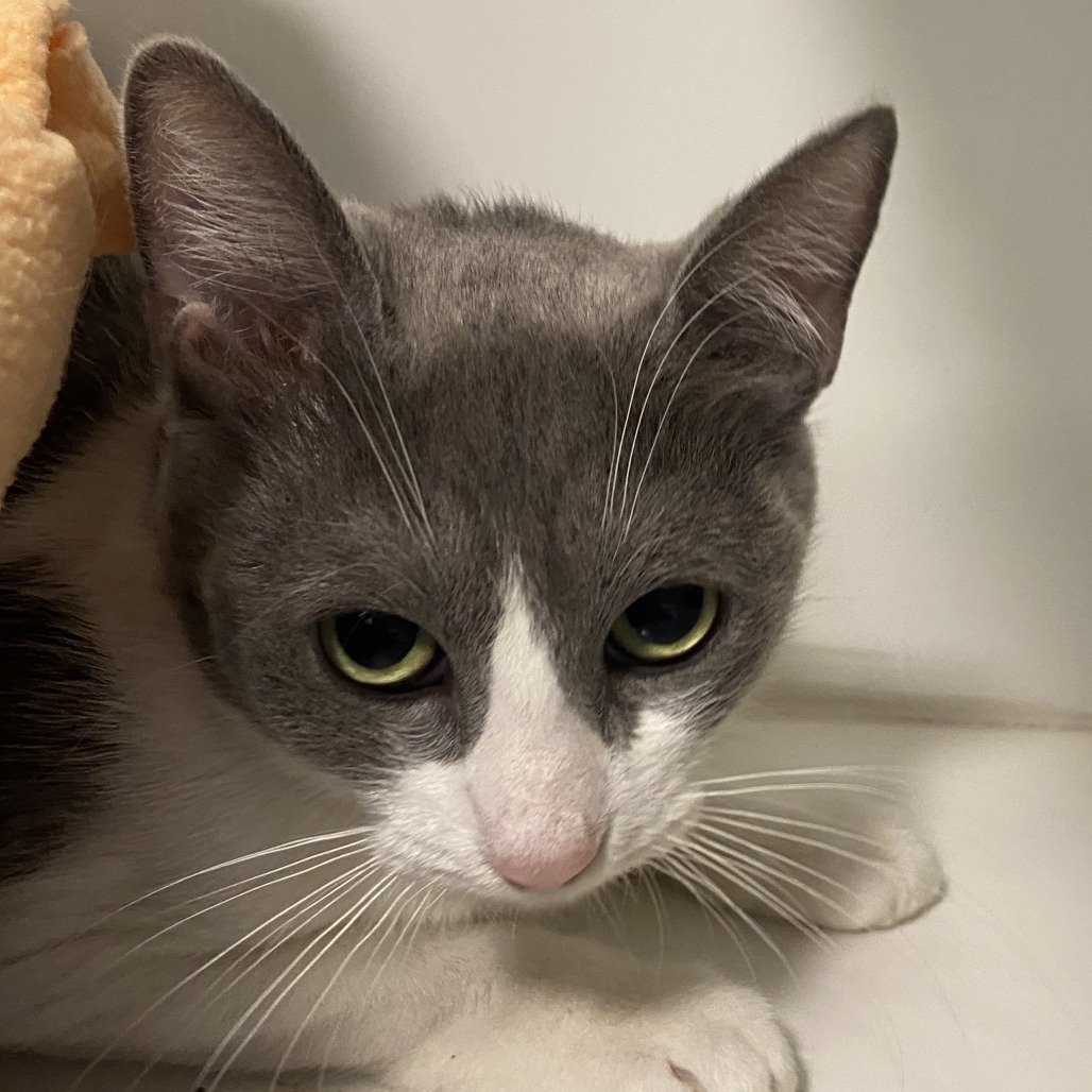 Chikadee - Domestic Shorthair