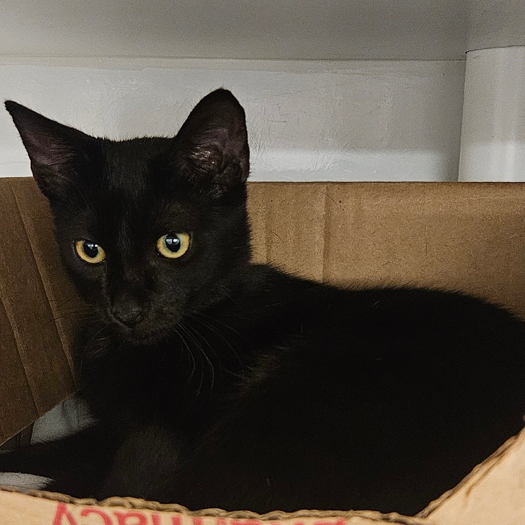 Starling - Domestic Shorthair