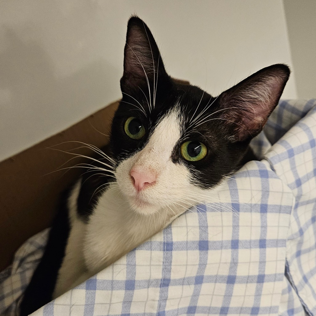 Canary - Domestic Shorthair