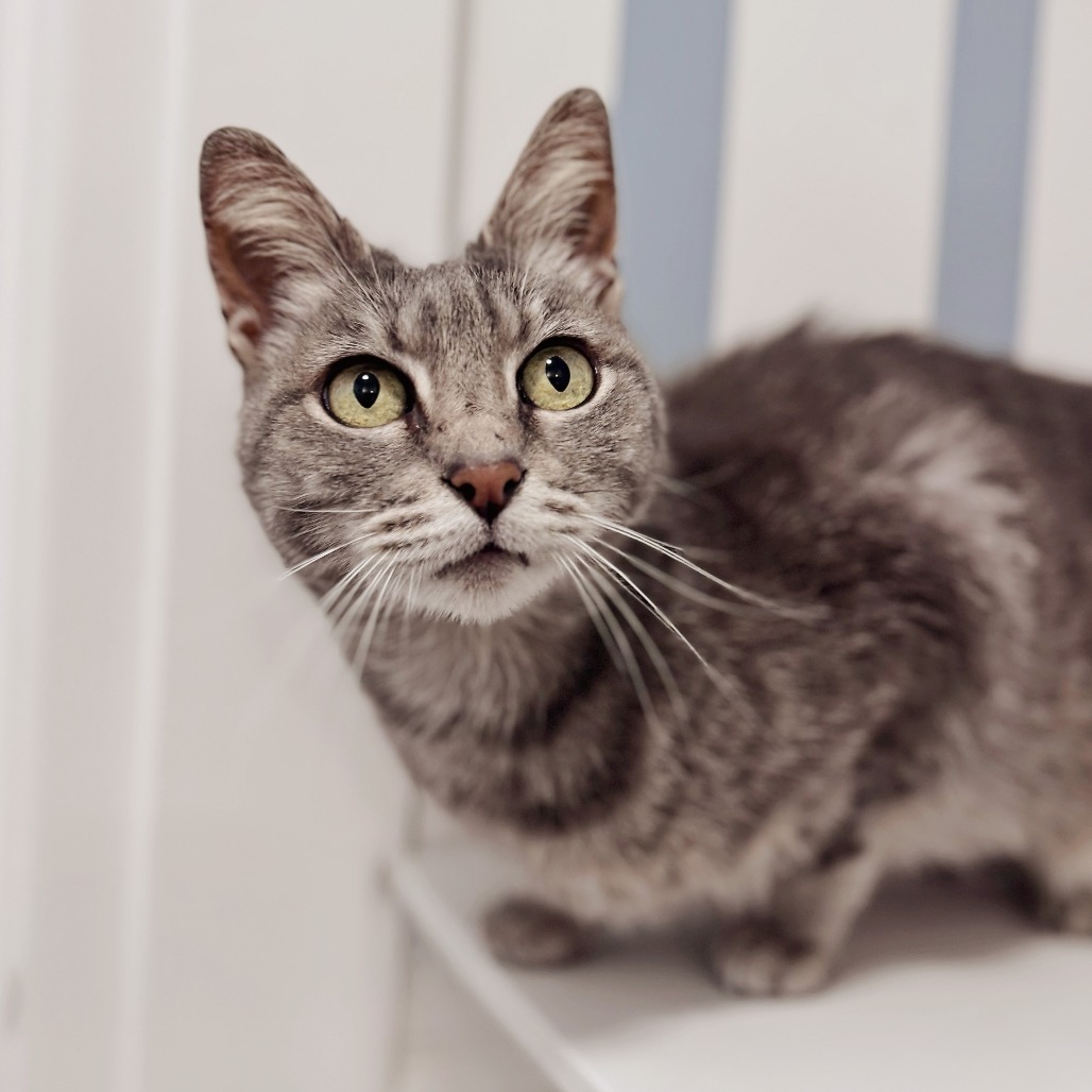 Warbler - Domestic Shorthair