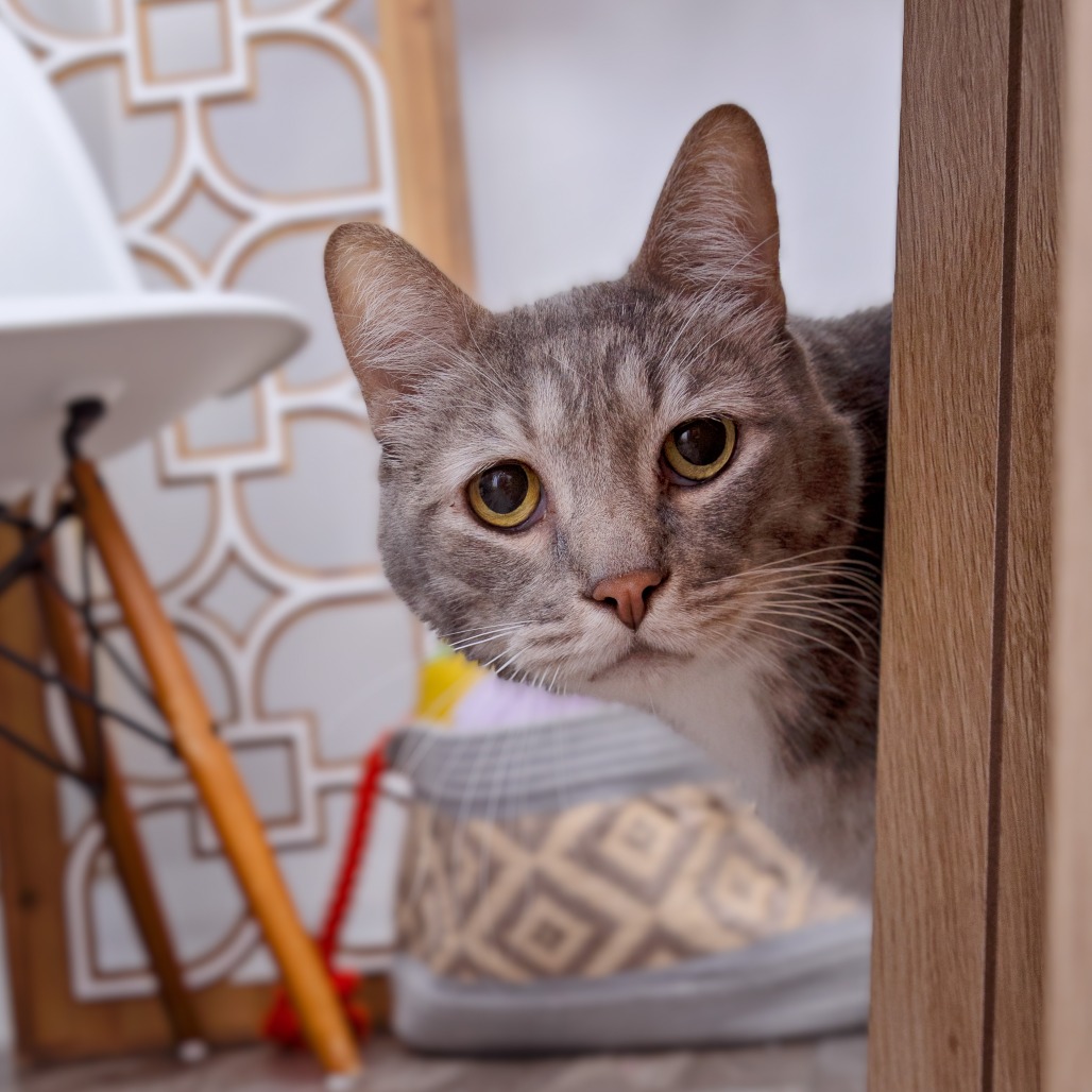 Lightning Han - Domestic Shorthair/Mix