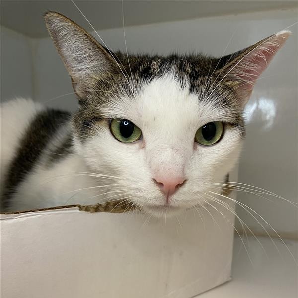 Rosie - Domestic Shorthair