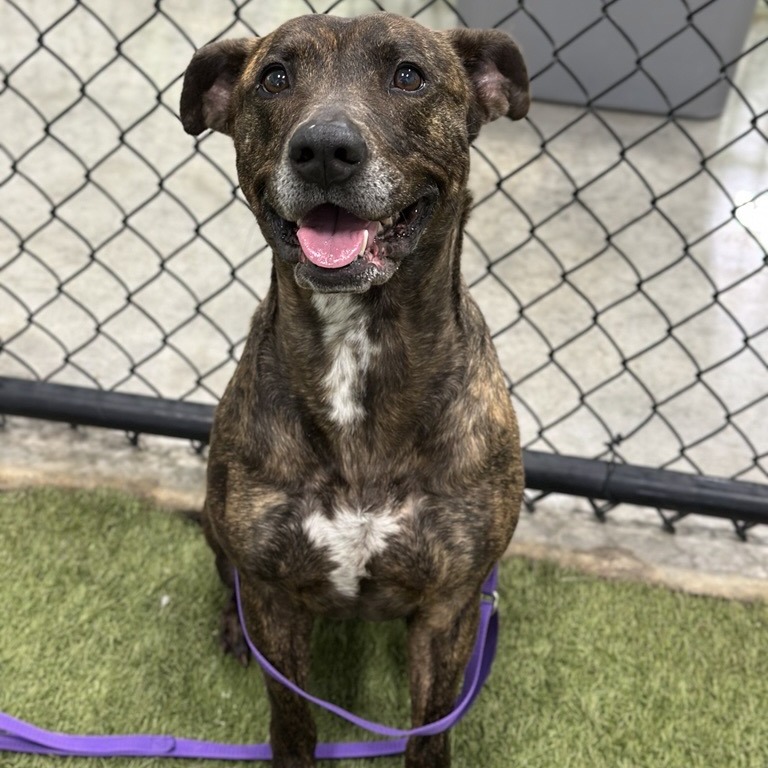 Peaches - Terrier, Pit Bull