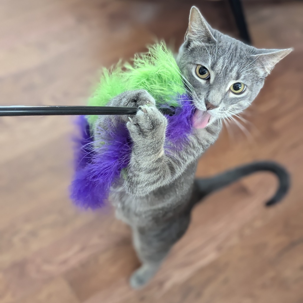 Hacky Sack - Domestic Shorthair