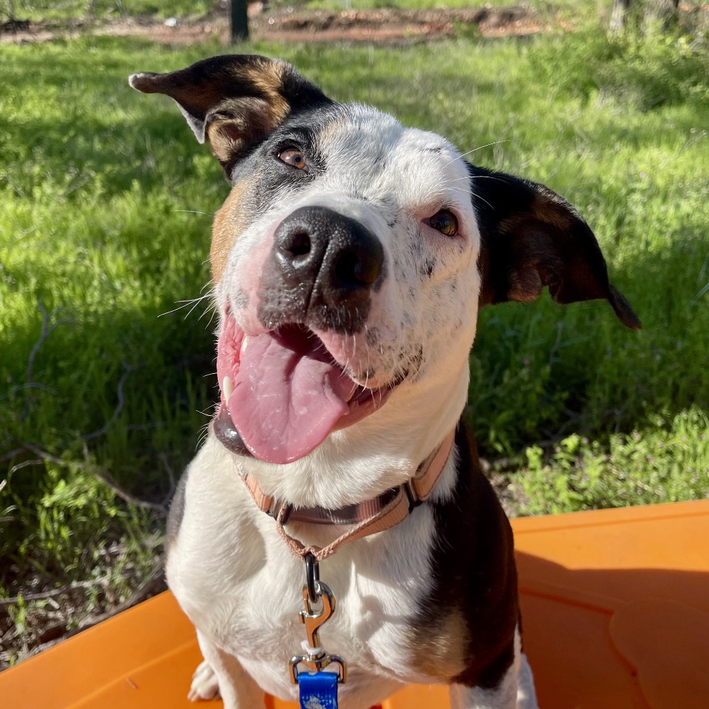 Maggie - Mixed Breed (Medium)