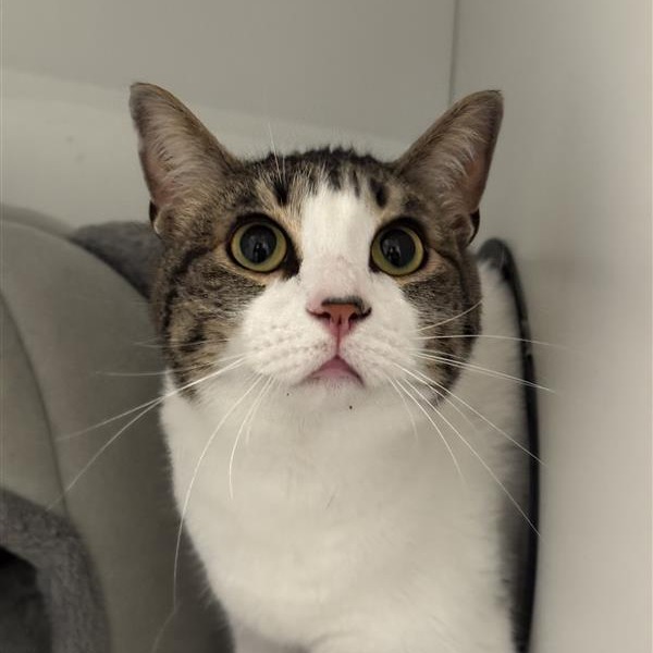 Glinda - Domestic Shorthair