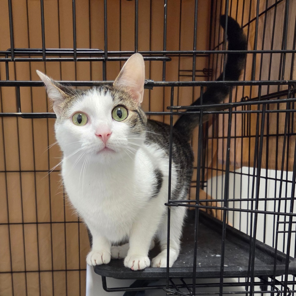 Waffle - Domestic Shorthair