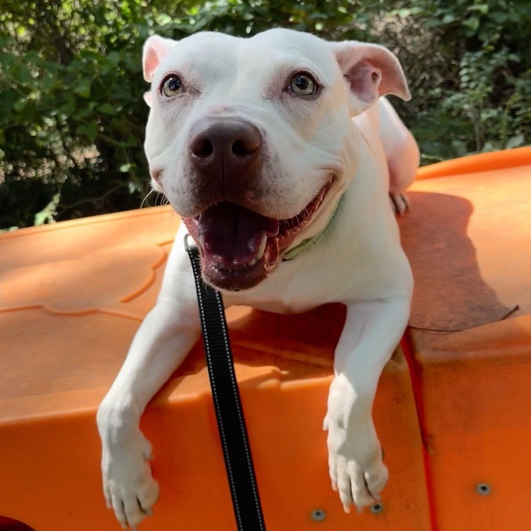 Annie - Terrier, American Pit Bull