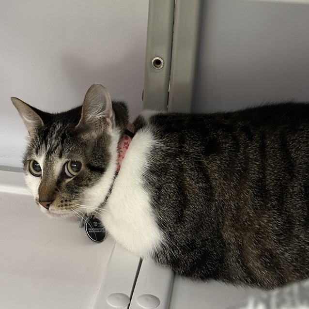 Ruth Badger - Domestic Shorthair