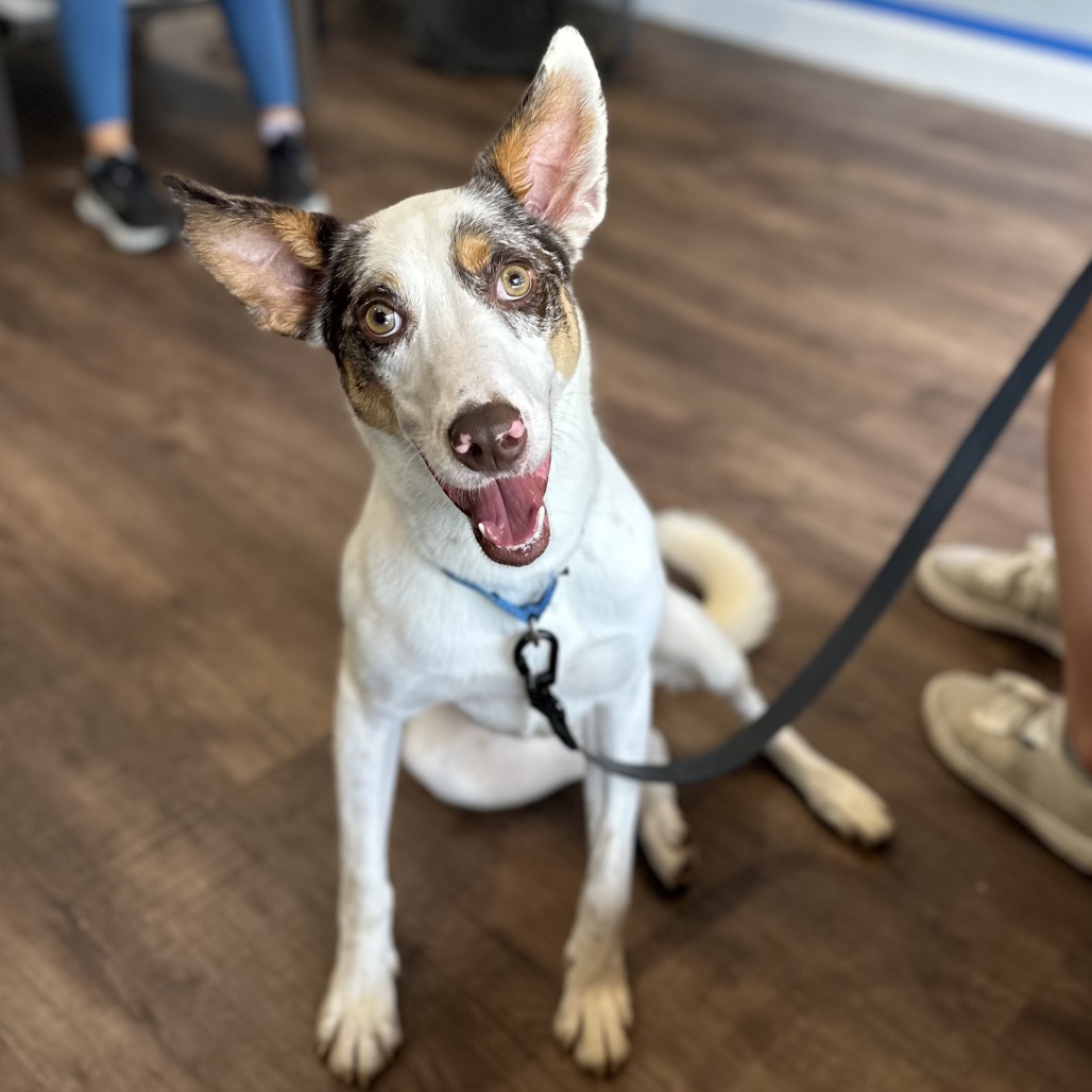 Aqua - Shepherd, Australian/Collie