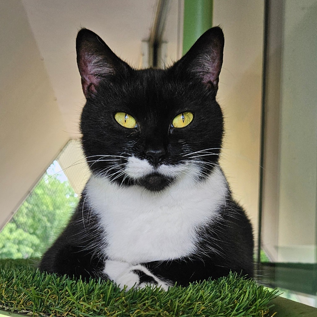 Paisley - Domestic Shorthair