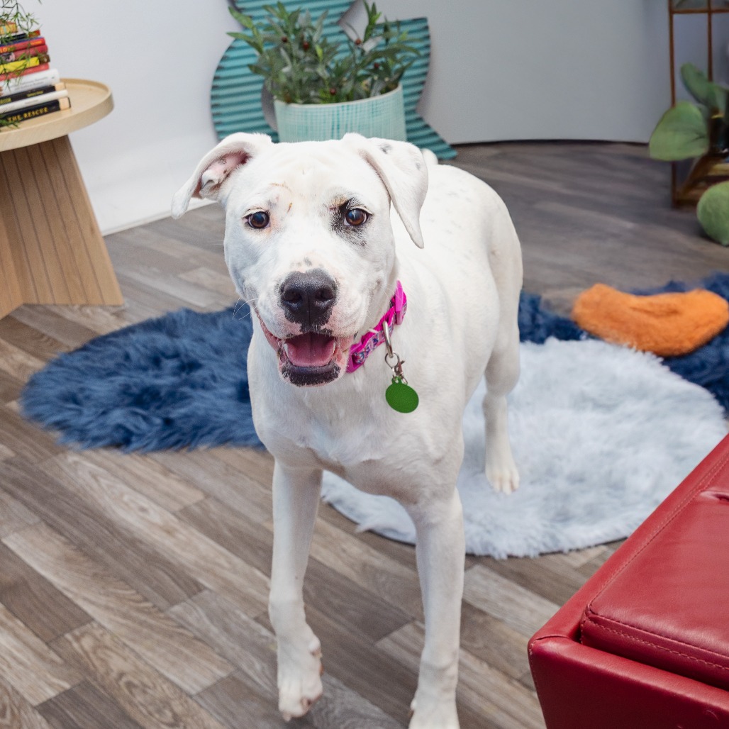 Sakura - Terrier, American Staffordshire/Mix