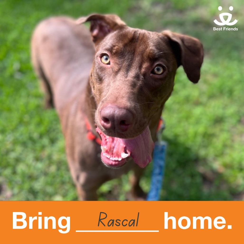 Rascal - Mixed Breed (Medium)