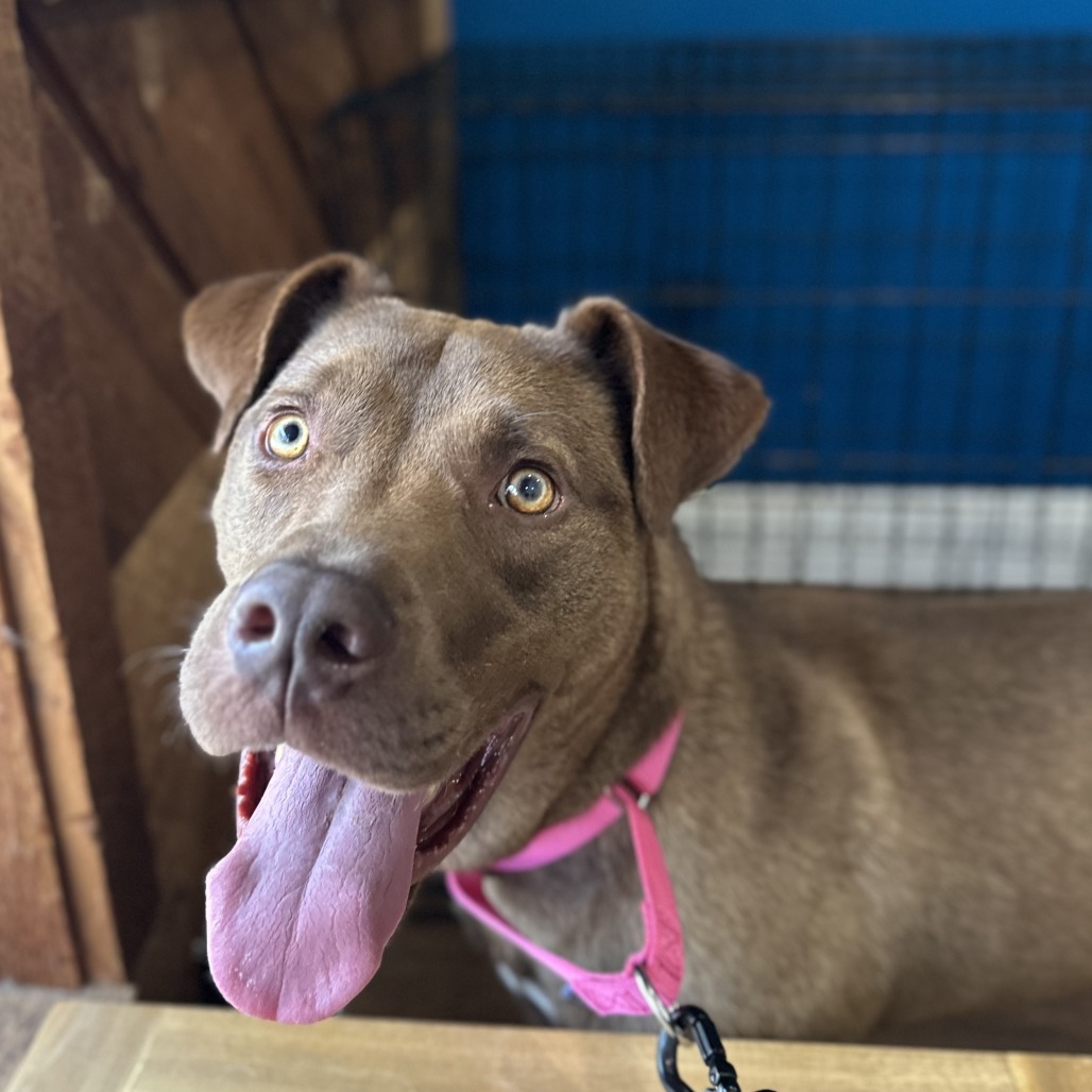 Flynn - Retriever, Labrador/Mix