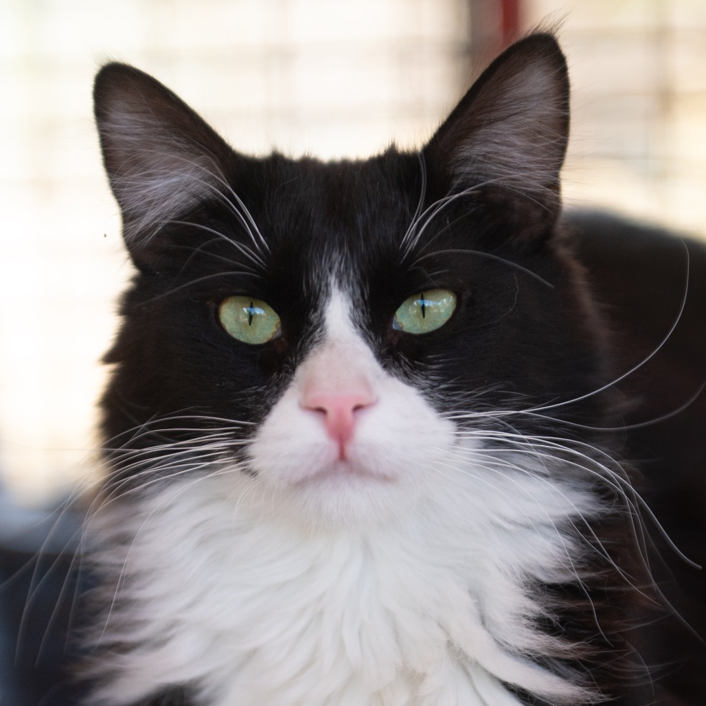 William - Domestic Medium Hair