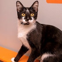 Black and white kitten on orange perch