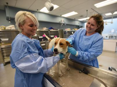 Two shelter workers giving a dog a medical bath.