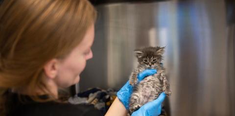 Tabby kitten being held