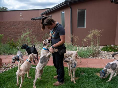 Caregiver Anabel Kirk with the poodles, including one standing up on his hind legs to get pets from her
