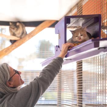 Woman reaching for cat on a catio