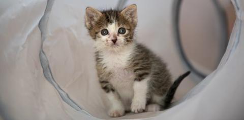 Tabby and white kitten in white cat tunnel