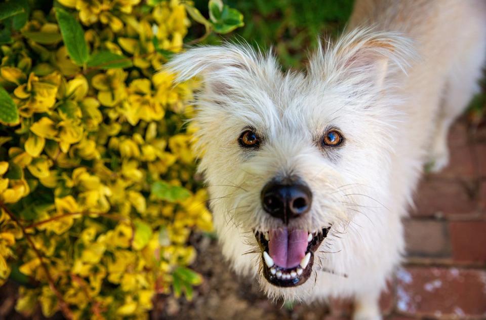 Dog next to yellow flowers looking up