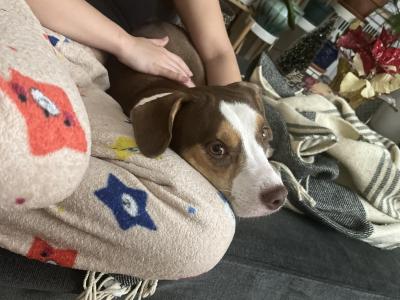 Hannibal the dog with her head in a lap