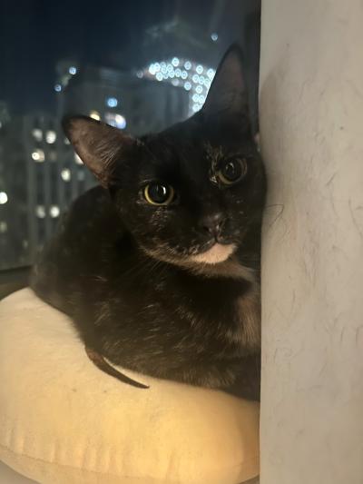 Ayo the cat peeking from beside a wall