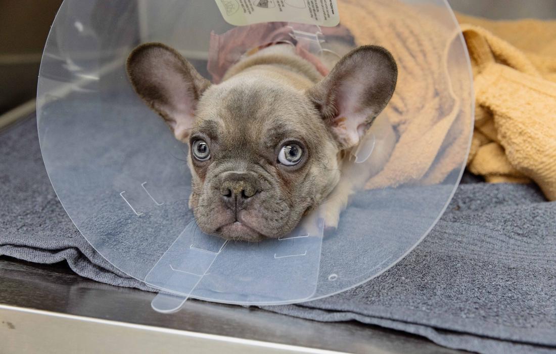 Baby the French bulldog wearing a large protective cone after surgery