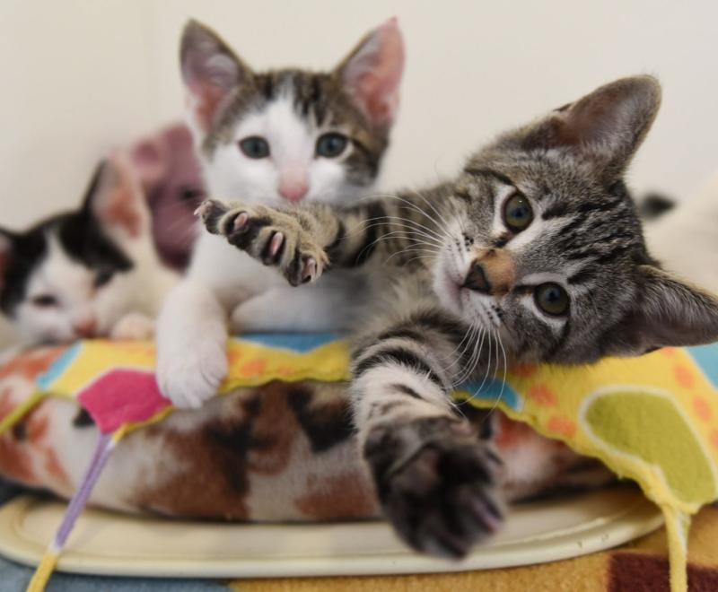 A group of playful kittens lying together