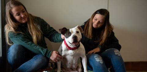 Two ACOs sitting the brown and white dog on cot