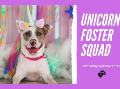 Unicorn Foster Squad graphic with dog in a unicorn costume.