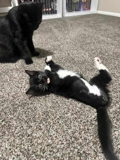Book the kitten upside down on her back with three feet in the air playing with a black cat