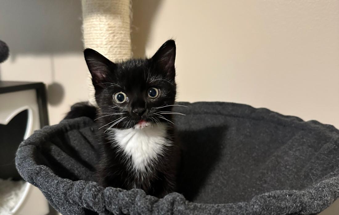Boo the kitten sitting in a cat tree hammock
