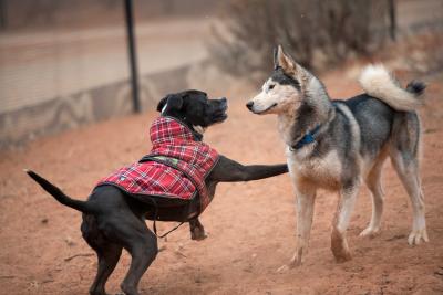 Britt and Rom the dogs playing together outside