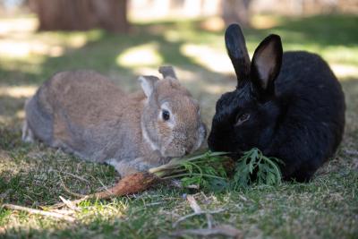 Senior rabbits Hope and Torvi outside eating a carrot